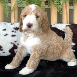 Goldendoodle Puppies from Wrightsville Beach GoldenDoodles