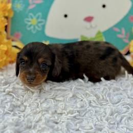 Trixie - Dapple female Dachshund puppy in Colbert, Oklahoma from Brooke Crenshaw