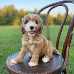 Clover - Red  female Goldendoodle puppy in Stanford, Kentucky from Holloway Goldendoodles