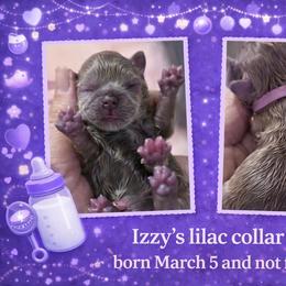 Lilac girl - Lilac female Shih Tzu puppy in Berkeley Springs, West Virginia from Sandridge Shih Tzus