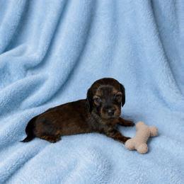 Woodley - Brindle male Dachshund puppy in Richmond, Virginia from Paw Prints