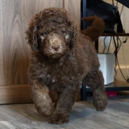 Fudge - Brown merle male Aussiedoodle puppy in Vallejo, California from Well Rooted Doodles