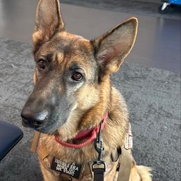 Rune - German Shepherd