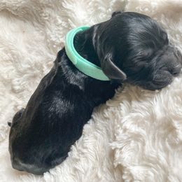 Goldendoodle Puppies from Peachy Doodles