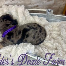 Girl 1 - Dachshund puppy from Holder’s Doxie Farm