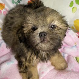 Girl 1 - Sable female Shih Tzu puppy in Zeigler, Illinois from Dandy Little  Shih Tzu, Shih Poo's and Toy Poodles