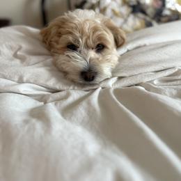 Maltipoo All Grown Up from Tiffany Akins