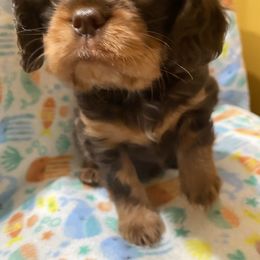 Cavalier King Charles Spaniel puppies from Animal Encore’s Cavalier King Charles Spaniels