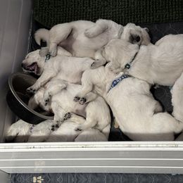 Golden Retriever Puppies from Avalon English Retrievers