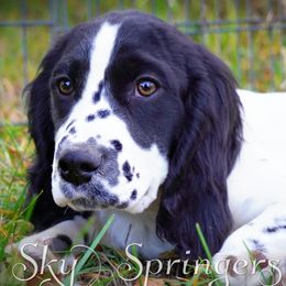 Boy 1 - Black and white male English Springer Spaniel puppy in Great Falls, Montana from Big Sky Springers
