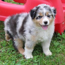 Sabrina - Blue merle female Australian Shepherd puppy in Kansas, Oklahoma from Windy G Farm