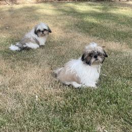Shih Tzu Puppies from Willow Lane Shih Tzus