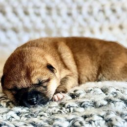 Hunter - Red male Shiba Inu puppy in Trenton, Nebraska from Prairie Shibas