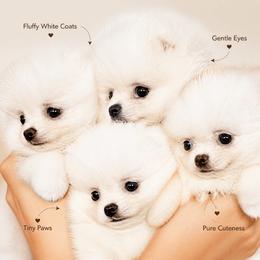 Girl 3 - White female Pomeranian puppy in Pollock Pines, California from Glitzypoms
