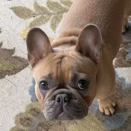 Lola - French Bulldog