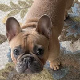 Lola - French Bulldog