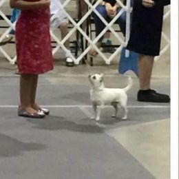 Polo - Chihuahua