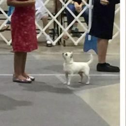 Polo - Chihuahua