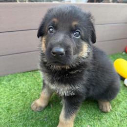 Girl 1 - Black and tan female German Shepherd puppy in Hollis Center, Maine from Noble German Shepherds of Maine