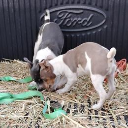 Boy 2 - Blue white and tan male Rat Terrier puppy in Mariposa, California from Usona Rat Terriers