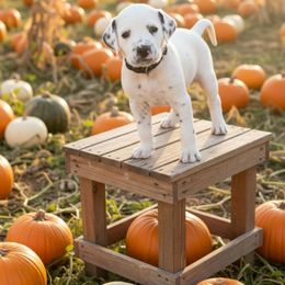 LUA Black Onyx - White and black male Dalmatian puppy in Phoenix, Arizona from Samba Flavors
