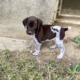 Stitch - female German Shorthaired Pointer puppy in Oxford, Ohio from LyonHeart