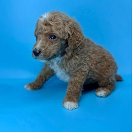 Sweet Potato - Red  male Poodle puppy in Greeneville, Tennessee from Smokey Mountain Sheepadoodles