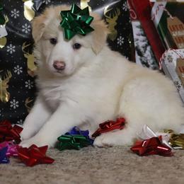 Mo - Gold male Border Collie puppy in Richmond, Maine from Lil Maine Border Collies