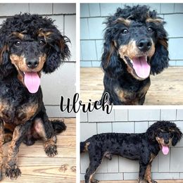 Aussiedoodles from C&K Southern Doodles