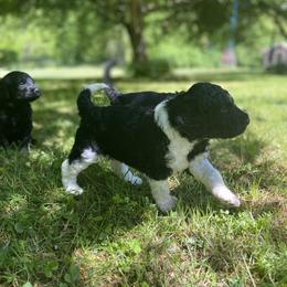 Labradoodle Puppies from Pisgah Creek Doodles