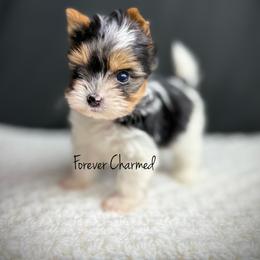 Girl 2 - Black tan and white female Biewer Terrier puppy in Lathrop, California from Forever Charmed
