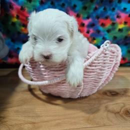 Sarah - White female Maltipoo puppy in Neosho, Missouri from Cooley's Cuddle Pups