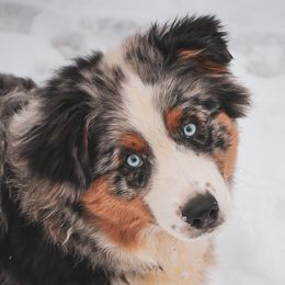 Australian Shepherds from Twisted Willow Australian Shepherds