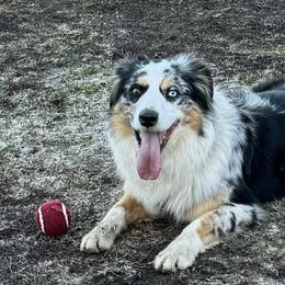 Miniature Australian Shepherds from Northern Aussies