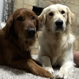 Golden Retrievers from Holy Goldens