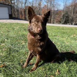 Dutton - German Shepherd