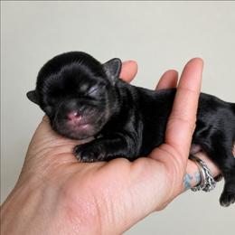 Danny - Black and tan male Shih Tzu puppy in Lancaster, Ohio from Wandering Tzu