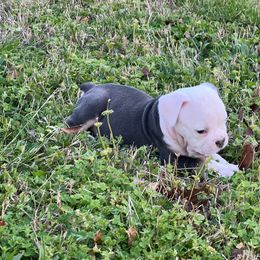 Sister - Black and white Olde English Bulldogge puppy in Camdenton, Missouri from Mule Pool Olde English Bulldogges