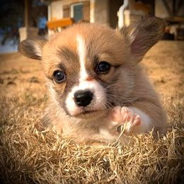Pembroke Welsh Corgi Puppies from Diamond G Corgis