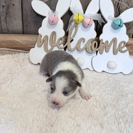 Maggie - Slate female Border Collie puppy in Guffey, Colorado from Sunset Ridge