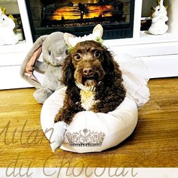 Girl 1 - Brown and white female Cockapoo puppy in Demorest, Georgia from Royal Cockapoo Playhouse