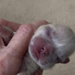 Boy 4 - White male Shih Tzu puppy in Texas from A Sassy Soul Shih-Tzu