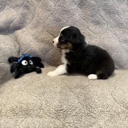 Australian Shepherd Puppies from Westwood Australian Shepherds