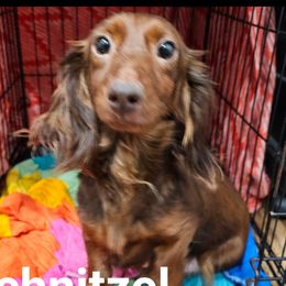 Schnitzel - Dachshund