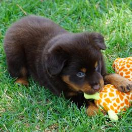 Boy 1 - Red tri male Miniature Australian Shepherd puppy in Lawton, Oklahoma from Lindsey’s Aussies