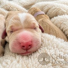 Paddington Bear - Apricot male Goldendoodle puppy in Rocky Point, North Carolina from CelticDoods
