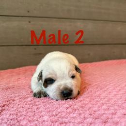 Titan - Red mottled male Australian Cattle Dog puppy in Axton, Virginia from Red Clay Kennels