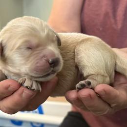 Rio - Golden male Golden Retriever puppy in Seville, Ohio from Retriever Ranch