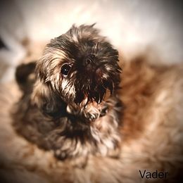 Shih Tzu Puppies from LowCol Ranch