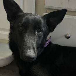 Maze - German Shepherd